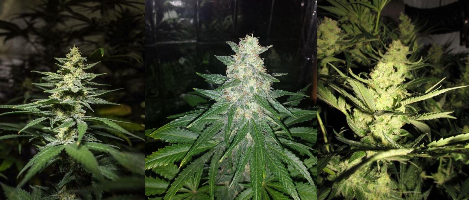 Candy Kush Feminized Cannabis Seeds RQS Blog